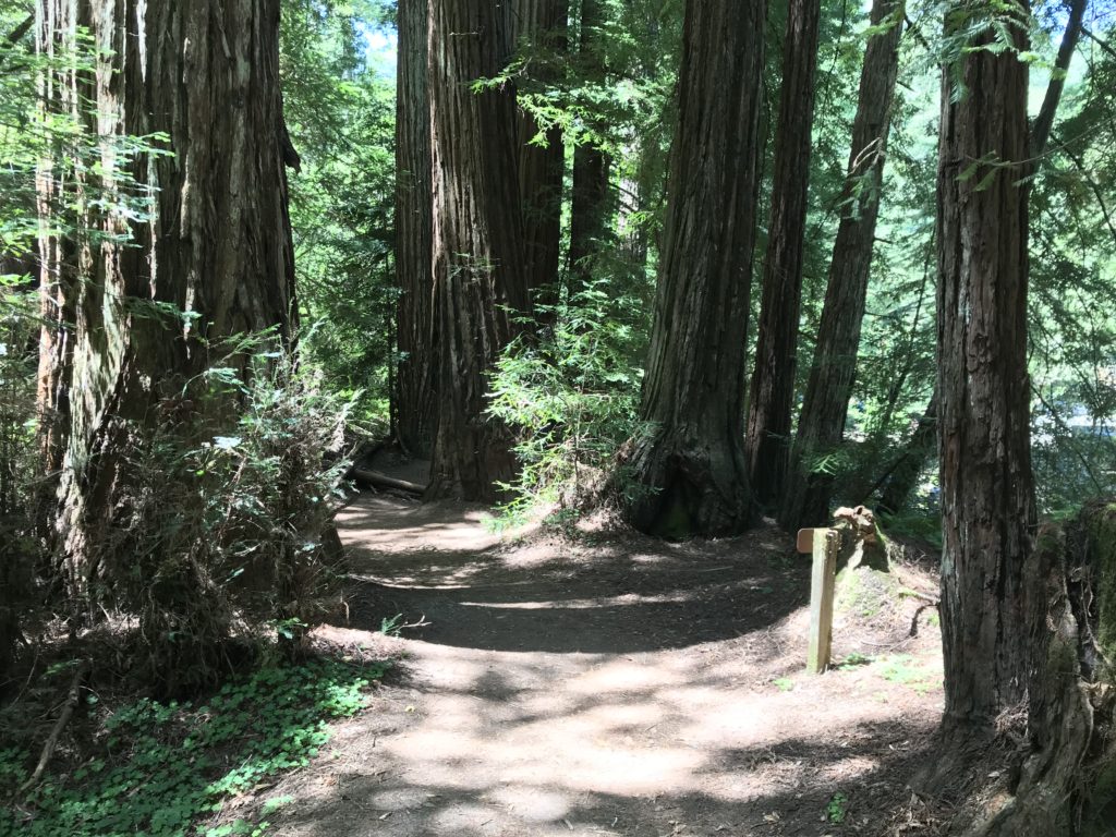 Armstrong Redwoods – Journey Moore Often